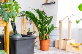 乔迁一般送四样礼物图片