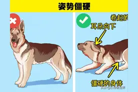 判断一只狗是否会咬你的6个小技巧图片