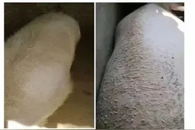 猪场驱虫程序来啦！控制好母猪，事半功倍图片