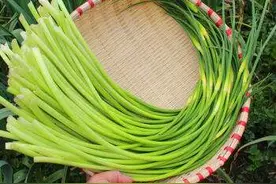 蒜薹分“红帽”和“白帽”，买时千万别买错了图片