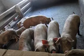 猪吃几分饱长得最快？猪一天喂三顿还是两顿好？养猪经验告诉你图片