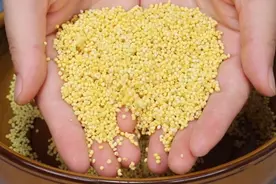 煮小米粥，切记不要直接煮，教你个诀窍，小米又香又黏超好喝图片