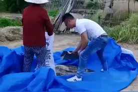 江苏一女婿卖力帮丈母娘干活，女子恍然大悟：吵架都没人帮我图片