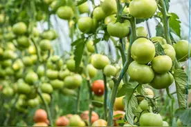 辣椒、番茄、茄子整枝打叉，保花保果你会吗？今天全教会你图片