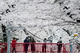 樱花盛开期提前预示气候和生态危机？这些因素影响什么时候开花图片