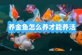 养金鱼怎么养才能养活，饲养金鱼的六个关键点，养鱼爱好者必看图片