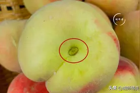 买桃子，别只会看颜色！老果农：牢记4点，香甜多汁，一挑一个准图片