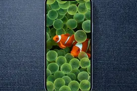 iPhone小丑鱼壁纸原图高清下载 苹果小丑鱼壁纸来了图片