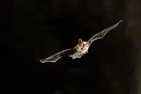 蝙蝠进家真的是“福从天降、福运到来”吗？蝙蝠现在都去哪儿了？图片