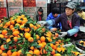 广西100万斤橙子抛售，是果农技术差还是市场差，一百万又飞走了图片