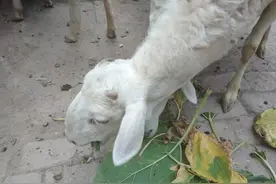 “养羊不如贩羊，贩羊不如卖羊肉”，看看利润差距，你也会动心图片