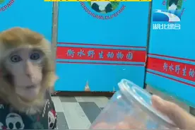 患难见真情，河北衡水动物园饲养员“生病了”，猴子无微不至的端茶送水图片