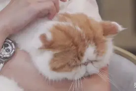 “撸猫”需谨慎！“猫抓病”防病要点了解一下图片