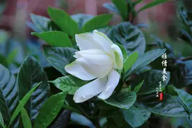 俗称“黄金果”，老人称“养肝果”，过去漫山遍野，如今成稀罕物图片