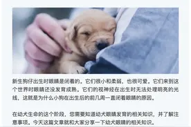 幼犬出生后多久睁开眼睛？有哪些注意事项？图片