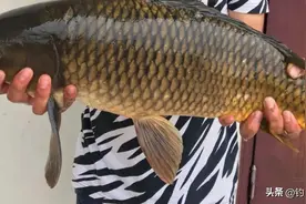 螺鲤钓鲤鱼的最佳配方，最后一个是“压箱底”的绝招图片