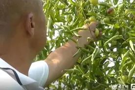 好品山东丨沾化冬枣的销售之变：从摸黑到市场上卖到即采即发快递图片