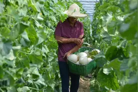 现代农业研究：大棚甜瓜高效栽培技术图片