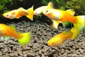 黄金颜色的孔雀鱼图片