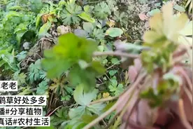 #老鹳草对人好处多多#口播#讲真话#农村生活图片