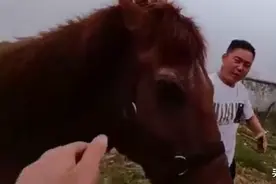 马戏团求助武汉警方：遛马结果马跑了！ 民警15分钟找回马儿图片