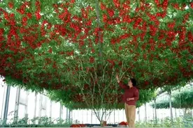 茄子长在大树上，一棵结果上千斤图片