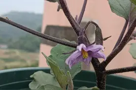 茄子这样整枝打岔，后期能结8茬果，产量翻3倍图片