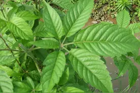 端午包粽子，这种天然食材不可少，老祖宗传下来的民间秘方不能丢图片