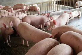 不是非洲猪瘟，猪却出现“反复发烧”，这是怎么回事？图片