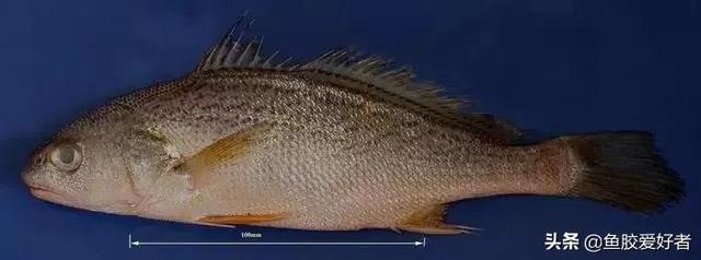 南澳本港赤嘴的功效 南澳本港赤嘴鱼胶