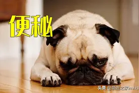 狗狗便秘该怎么办 狗狗便秘的原因和防治方法图片