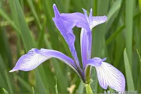 在东北有一种狡猾（缠绕）叫嘎拉（gāla）图片