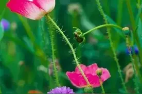 野花香图片