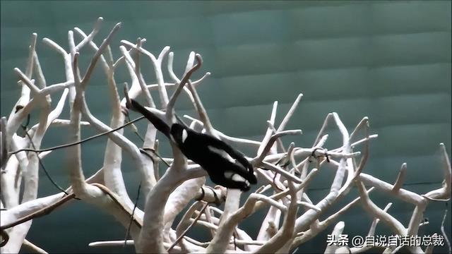 熊猫：真实存在的上古恐惧，为什么只有人类觉得大熊猫很可爱？