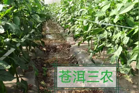 辣椒种植风险提示.注意风险,2023年下半年辣椒价格将会步入下行.图片