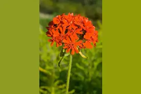 万物有灵 | 残花盈香情如故——剪秋罗图片