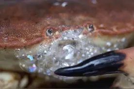 上岸的螃蟹为什么会不停地吐泡泡？不是玩耍，也不是发脾气图片