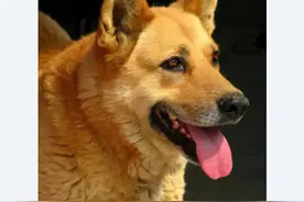 乡村笑话（3）图片