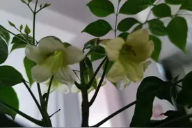 请相信，植物是有灵性的图片