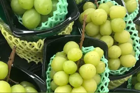 一斤300跌到10块，阳光玫瑰之后，日本的种子战争已经打响了图片