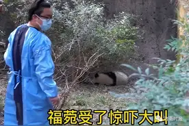 3名游客向熊猫福菀泼水惹众怒！回应：身份未确定图片