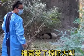 3名游客向熊猫福菀泼水惹众怒！回应：身份未确定图片