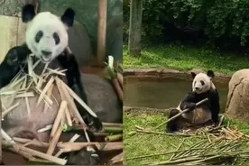 中方接手丫丫第一天，场内场外都出现了竹笋图片