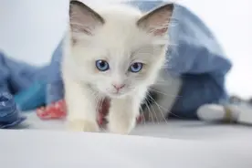 猫咪到底要不要绝育？关于猫咪绝育的几种弊端，医生才不会告诉你图片