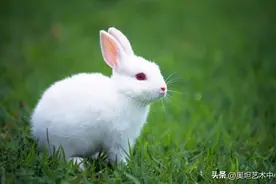 大展宏“兔”，这些兔子动漫形象你喜欢哪个？图片