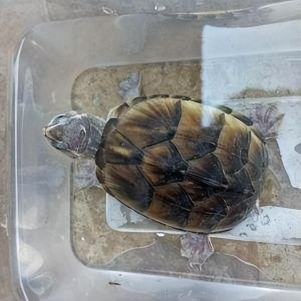 推荐五种适合新手饲养的水龟品种