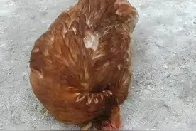 家禽新城疫你了解多少？防与治又该怎么判断？了解一下吧图片