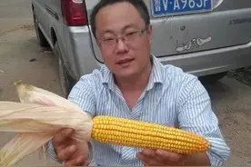 多抗性稳产玉米品种郑单958是一个好品种，保丰收高产的玉米种图片
