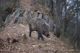 人猪间矛盾日益加剧“三有”名录删除野猪，更要把握好捕杀与保护的度图片
