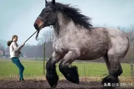 万马之王体型堪比大象，一匹马轻松拉动5吨重量，却即将成为历史图片